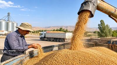 لرستان از مرز ۲۰۲ هزار تن خرید تضمینی گندم عبور کرد؛ کوهدشت همچنان صدرنشین خرید تضمینی گندم در استان