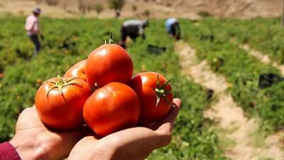  پیش‌بینی برداشت ۴۶۴ هزار تن گوجه‌فرنگی از مزارع قزوین