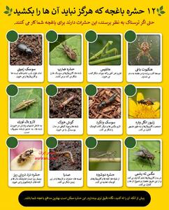این 12 حشره را له نکنید؛ آن ها برای باغچه شما کار می کنند! (+اینفوگرافیک)