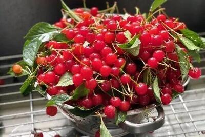 طرز تهیه چند میانوعده ساده با آلبالو ، یاقوت سرخ تابستان
