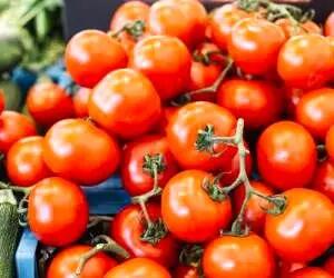  پیش‌بینی برداشت 464 هزار تن گوجه‌فرنگی از مزارع قزوین
