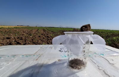  فیلم| رهاسازی زنبور براکُن در مزارع ذرت بردسیر