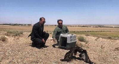 «سارگپه» بهبودیافته به طبیعت بوئین زهرا بازگشت