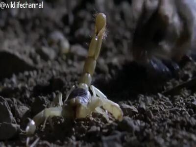  این موش خانگی معمولی نیست !