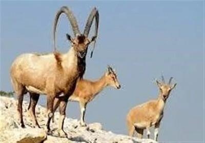 بهبود شرایط زیستگاهی «لهون» / زایش خارج از فصل و چندقلوزایی «کَل» و «بُز» مشاهده شد