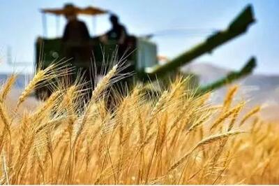  بیش از ۷ هزار و ۸۹۴ میلیارد ریال از مطالبات گندم‌کاران پرداخت شد