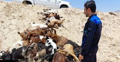  آغاز تحقیقات علت رهاسازی و تلف شدن ۳۰ رأس بز در بهیهان / دفن بهداشتی لاشه ها انجام شد
