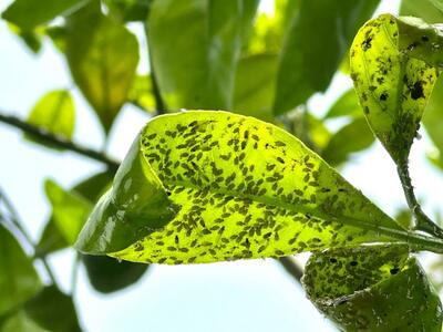چگونه شته ی درختان را از بین ببریم؟