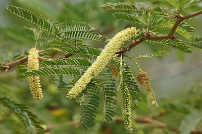  هرمزگان با گونه‌های مقاوم بومی به مقابله با بیابان‌زایی می‌رود