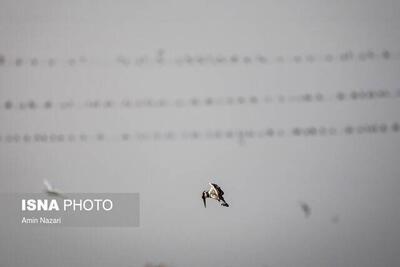  هوای شوش در وضعیت «ناسالم»