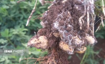 هشدار درباره شیوع «پوسیدگی سفید ساقه» در مزارع بادامزمینی