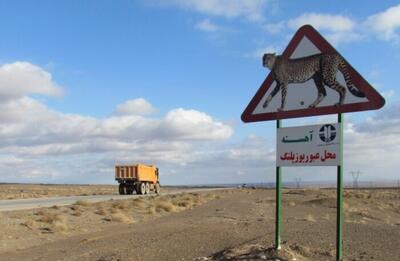  پایش شبانه‌روزی محور میامی- عباس‌آباد برای نجات آخرین بازماندگان یوز