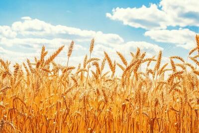  تسهیلگری حداکثری در خرید گندم؛ اولویت اصلی استان زنجان است