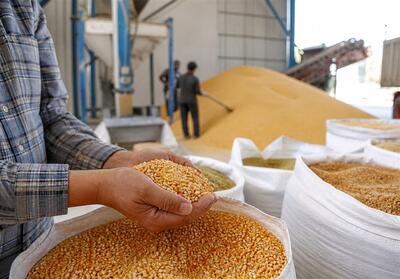 سرمایه در گردش واردکنندگان کالاهای اساسی تحت فشار قرار گرفت - تسنیم