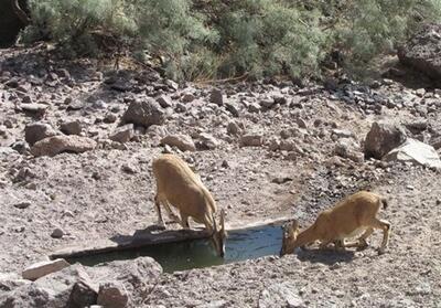 گسترش زیرساختهای آبرسانی در پارک ملی صیدوا - تسنیم