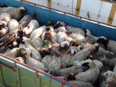 ۱۷۱ رأس دام قاچاق در قزوین توقیف شد