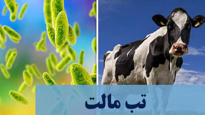  تب مالت، بیماری اندمیک برای ایران / ابتلای سالانه ۱۸تا ۲۰هزار نفر در کشور