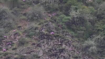 ثبت تصاویر قدم زدن خانواده خرس در الموت