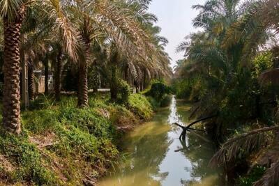  تامین آب نخیلات حوضه مارون در خوزستان با رهاسازی آب