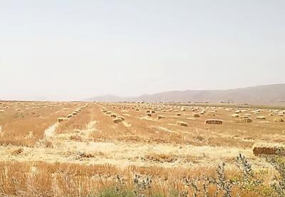 استحصال ۲۸ هزار تن کاه و کلش از مزارع گندم فسا برای تأمین خوراک دام