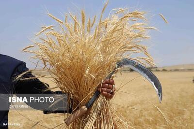  آغاز برداشت گندم از مزارع دیم طالقان