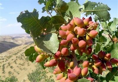  هشدار جهاد کشاورزی خراسان شمالی به باغداران پسته/ مراقب گرمازدگی باشید - تسنیم