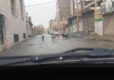  صورت مسئله با ویدئو پاک نمی‌شود؛ پرونده سگ‌های ولگرد و مسئولیت شهرداری - تسنیم