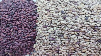  سبز و سرخی حاصل؛ به برکت خاک کازرون + فیلم
