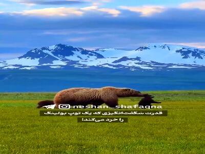 آروارههای قدرتمند خرس گریزلی