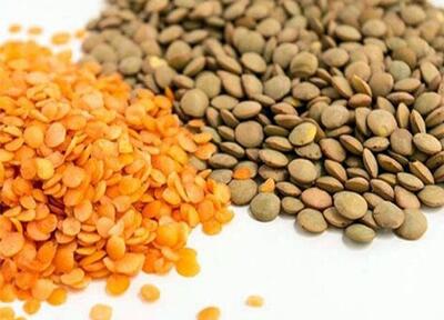 پیش بینی برداشت ۴هزار تن عدس از مزارع آذربایجان غربی