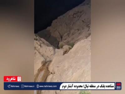  فیلم/ مشاهده پلنگ در منطقه تپال؛ محدوده آبشار دوم شاهرود