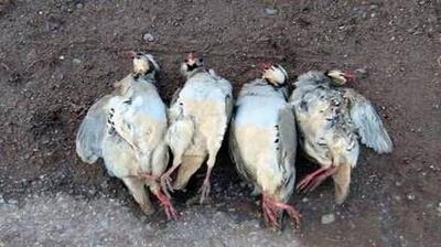  حکم نهایی برای شکارچی متخلف؛ ۵ قطعه کبک و جریمه‌ای که فراموش نمی‌شود!