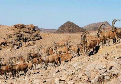 تهدید حیات وحش ایران در جنگ
