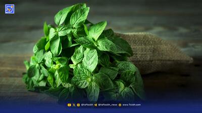 نعناع گیاهی خوش عطر با فواید درمانی