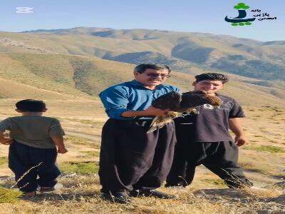  رهاسازی یک عقاب نجات یافته در بانه کردستان