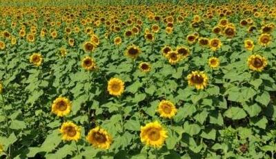  کشت ۱۶۰ هکتار گل آفتاب‌گردان در دورود لرستان