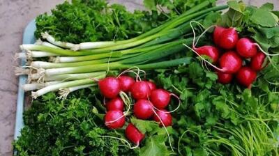 راز تازه ماندن سبزی خوردن تا ۲ هفته؛ این روش ساده جلوی پلاسیده شدن آن را میگیرد