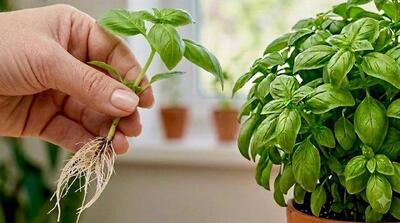  «آموزش پرورش ریحان از یک قلمه؛ ساده ترین روش برای داشتن ریحان همیشه تازه »
