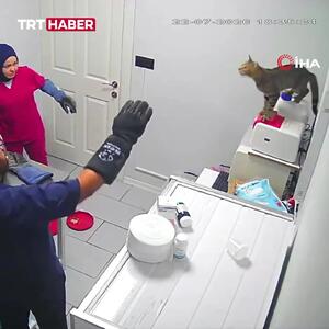  گربه خیابانی کلینیک دامپزشکی را به هم ریخت