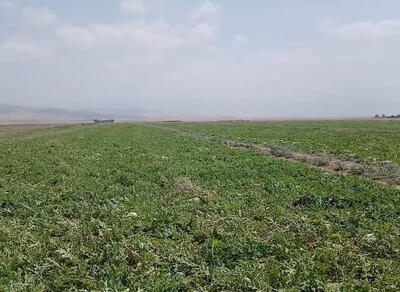 نگاهی به تجربه شهرستان کلاله