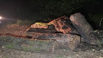 کشف و ضبط چوبآلات قاچاق از گونه توسکا در شهرستان نور