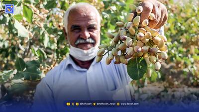  روزشمار سبز دامغان | چرا باغدار محصول را زود می‌فروشد؟