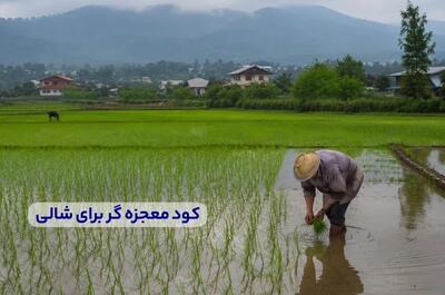 کود معجزه گر برای شالی + میزان و زمان مصرف