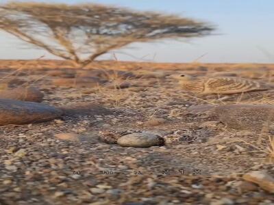 استتار بالای باقرقره ( کوکر )