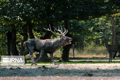 بِرکهسازی در هیرکانی برای بازگشت سلاطین