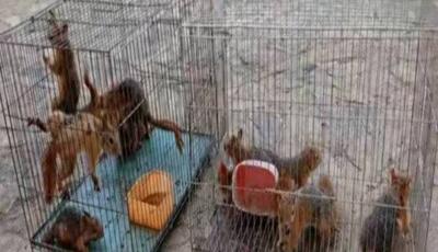  ۱۳ بچه‌سنجاب نجات‌یافته از قاچاقچیان به طبیعت سروآباد بازگشتند