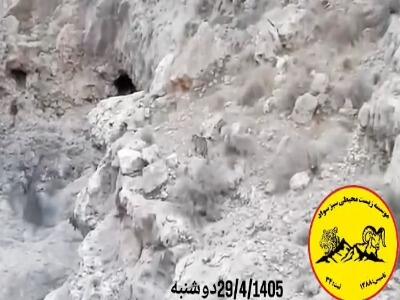 ثبت ۳ قلاده پلنگ در ارتفاعات کوه سادول لامرد