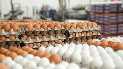 تولید روزانه ۸۰ تن تخممرغ در یزد/ بازار در مسیر ثبات قیمتی