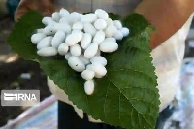  مددجویان کمیته امداد گیلان ۱۲۵ تن پیله ابریشم تولید کردند