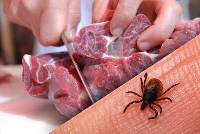  یک مسئول: ثبت صفر مورد تب کریمه کنگو در مشهد طی ۳ سال اخیر